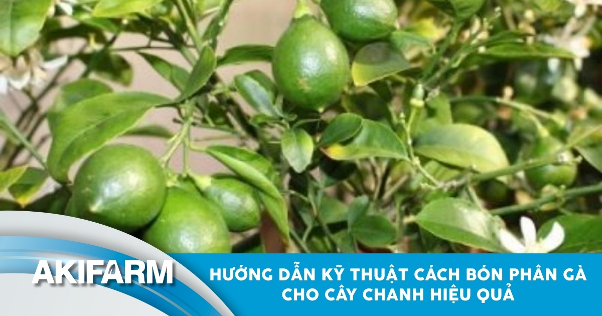 Kỹ thuật bón phân gà cho cây chanh hiệu quả