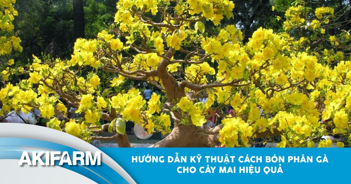 Hướng dẫn cách bón phân gà cho cây mai hiệu quả