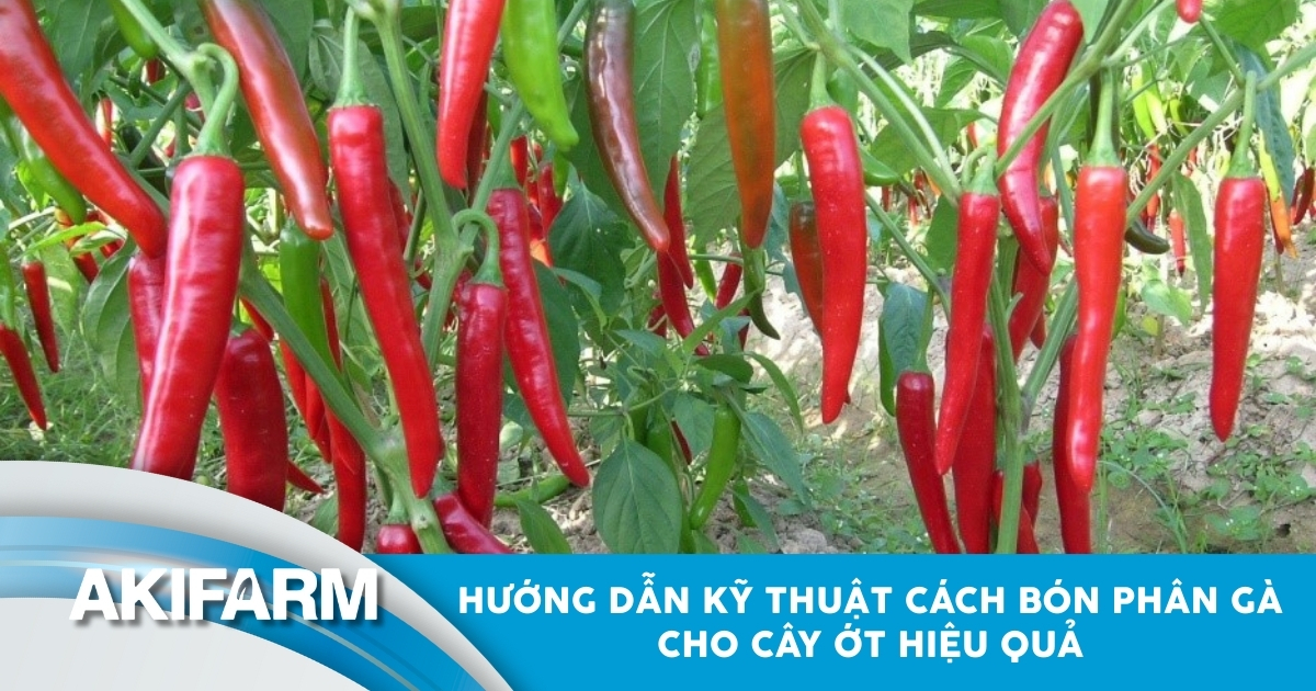 Kỹ thuật bón phân gà cho cây ớt hiệu quả