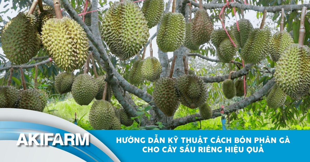 Cách bón phân gà cho cây sầu riêng hiệu quả