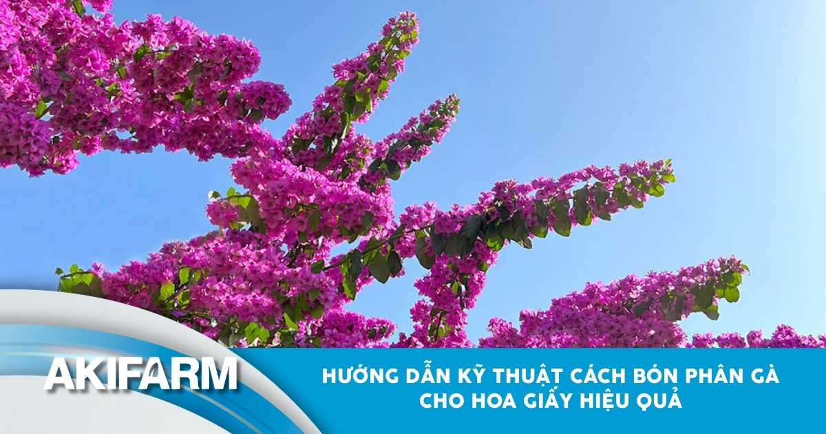 Kỹ thuật bón phân gà cho hoa giấy hiệu quả