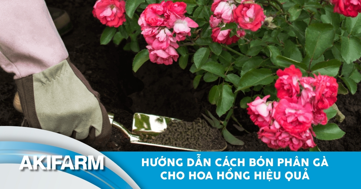 Hướng dẫn cách bón phân gà cho hoa hồng