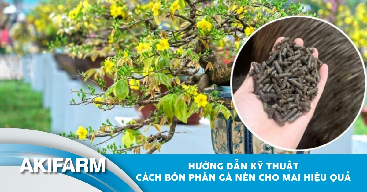 Hướng dẫn bón phân gà nén cho mai hiệu quả