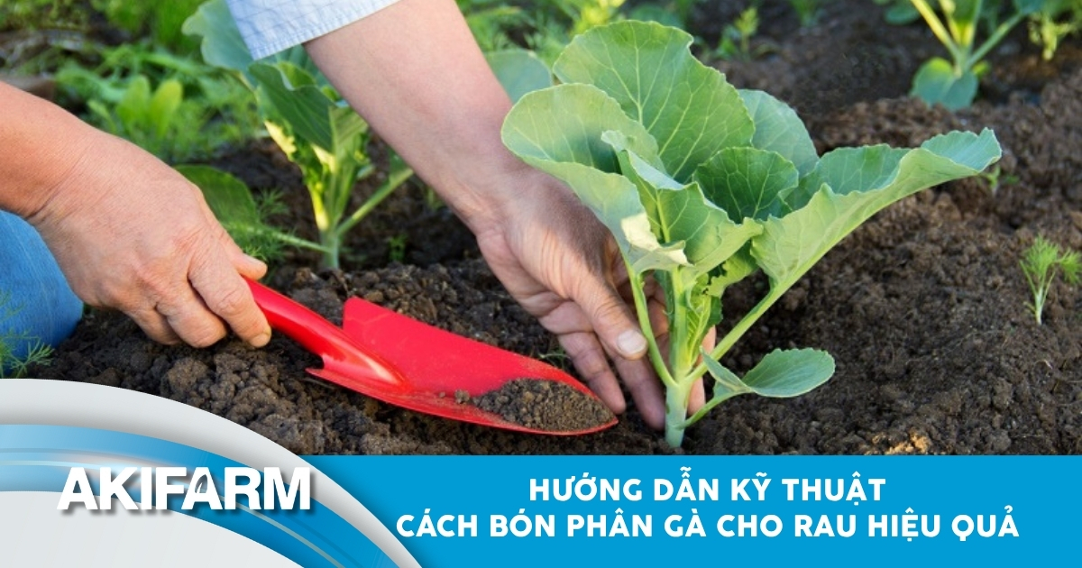 Hướng dẫn cách bón phân gà cho rau hiệu quả