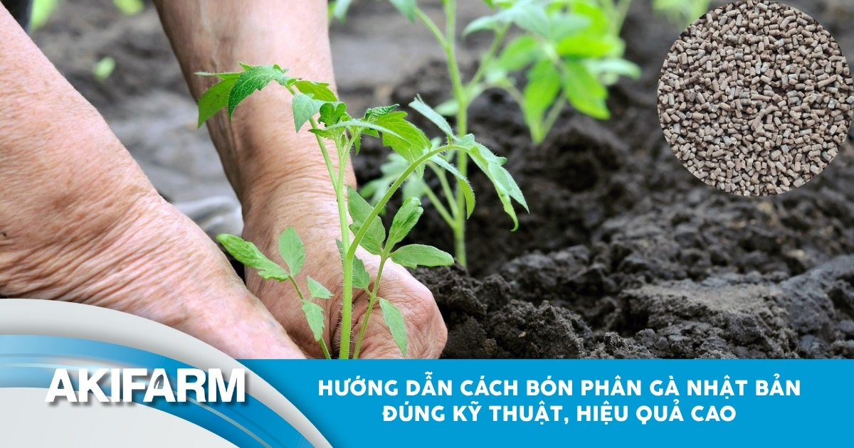 Hướng dẫn cách bón phân gà Nhật Bản đạt hiệu quả cao