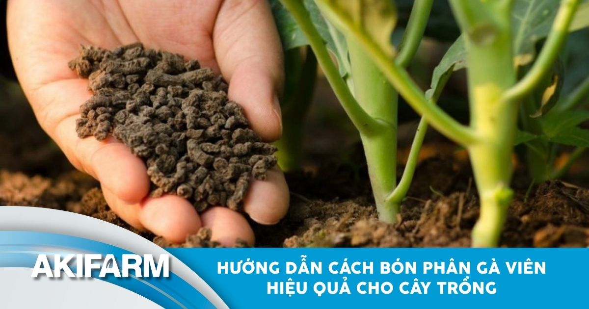 Cách bón phân gà viên hiệu quả cho cây trồng