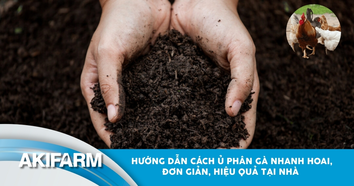 Hướng dẫn cách ủ phân gà đơn giản, hiệu quả