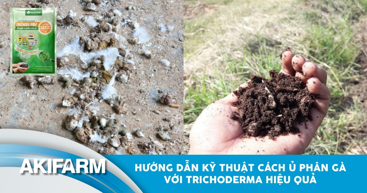 Hướng dẫn cách ủ phân gà với Trichoderma