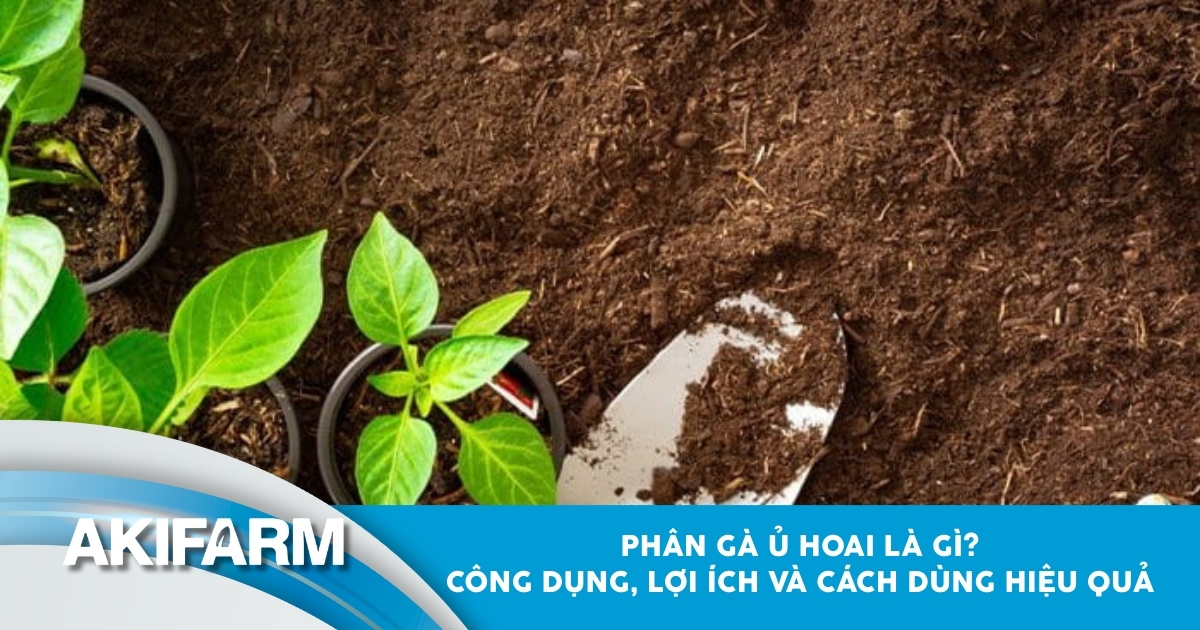Phân gà ủ hoai là gì và cách dùng hiệu quả