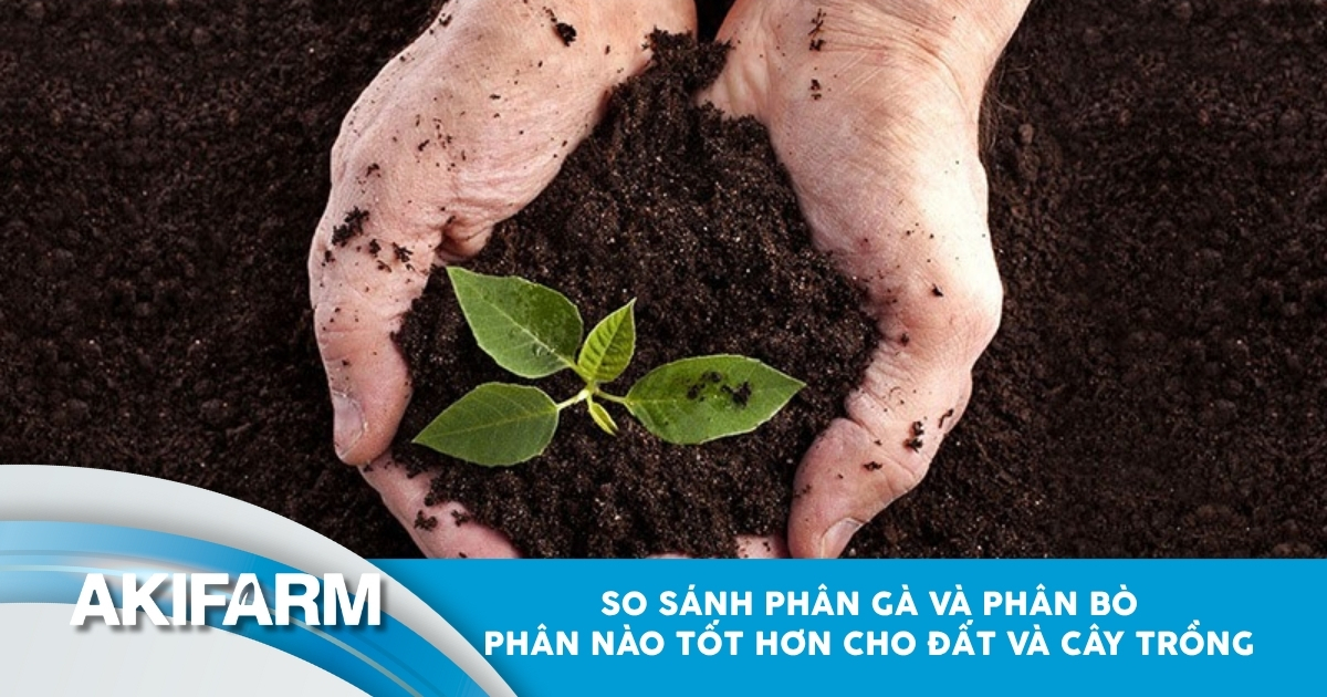 So sánh phân gà và phân bò phân nào tốt hơn