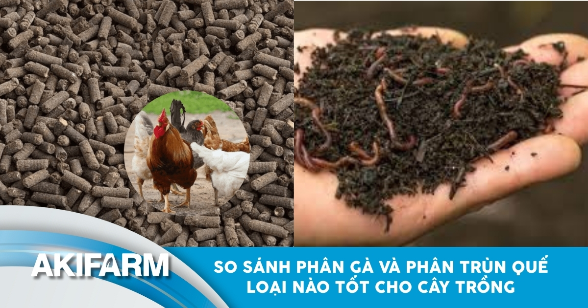 So sánh phân gà và phân trùm quế