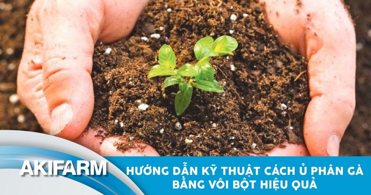 Kỹ thuật ủ phân gà bằng vôi bột