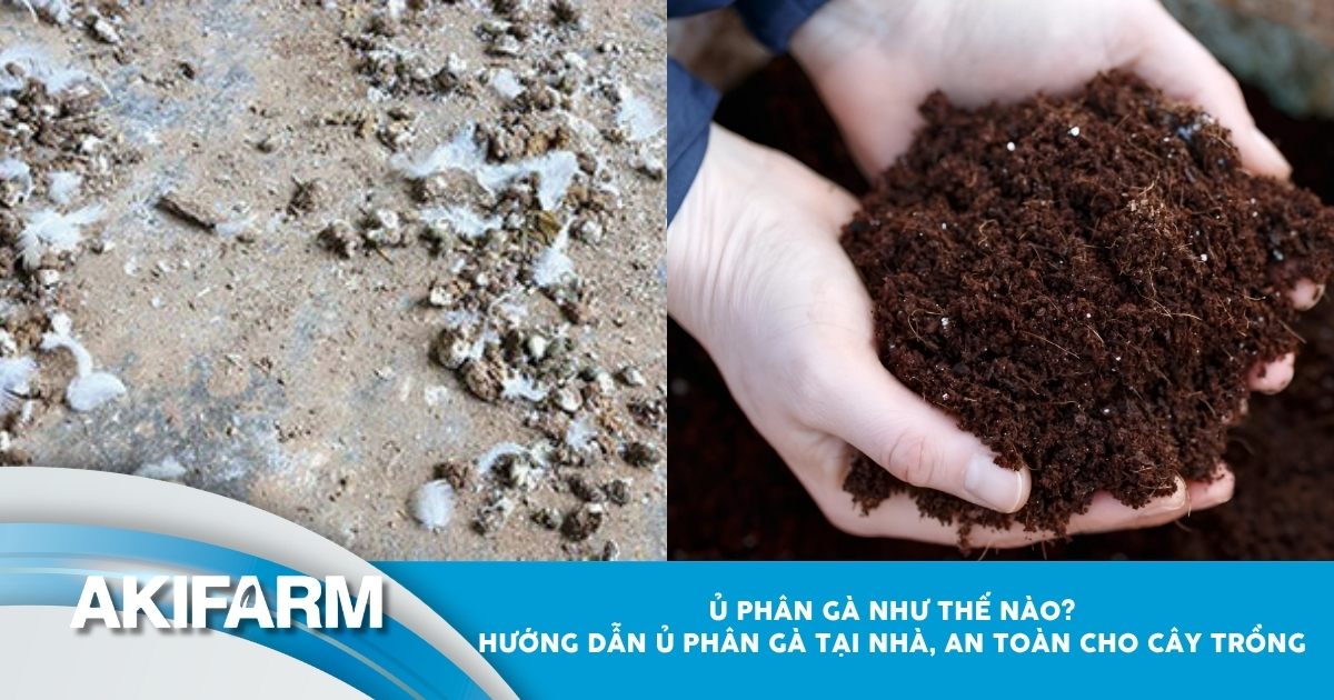 Ủ phân gà như thế nào? Hướng dẫn ủ phân gà tại nhà, an toàn
