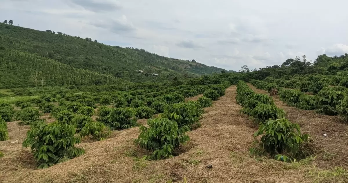 1ha cà phê cần bao nhiêu tấn phân gà?