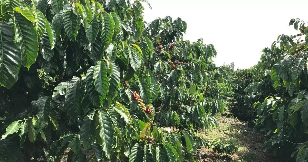 Thành phần và lợi ích của phân gà với cây cà phê