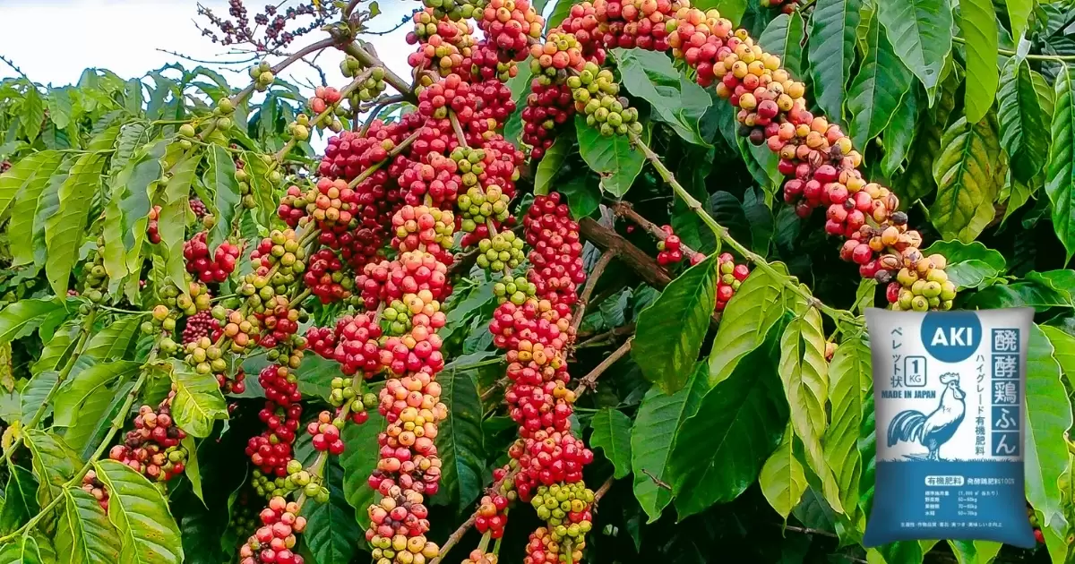 Những lưu ý khi sử dụng phân gà cho cây cà phê