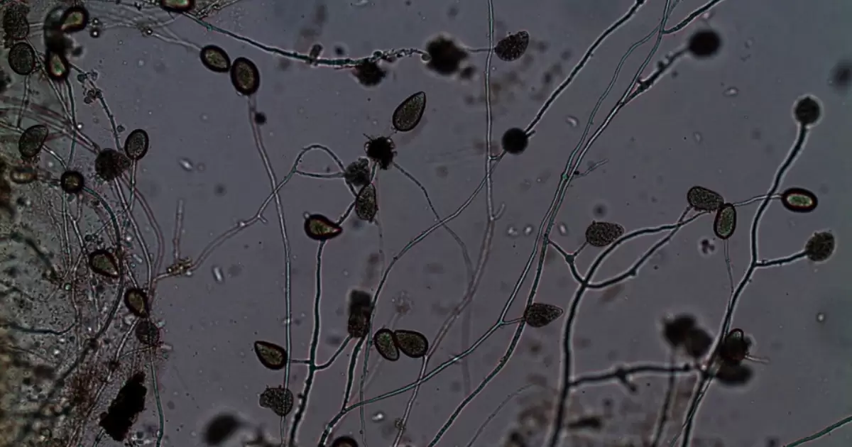 Nấm Phytophthora gây thối rễ, xì mủ