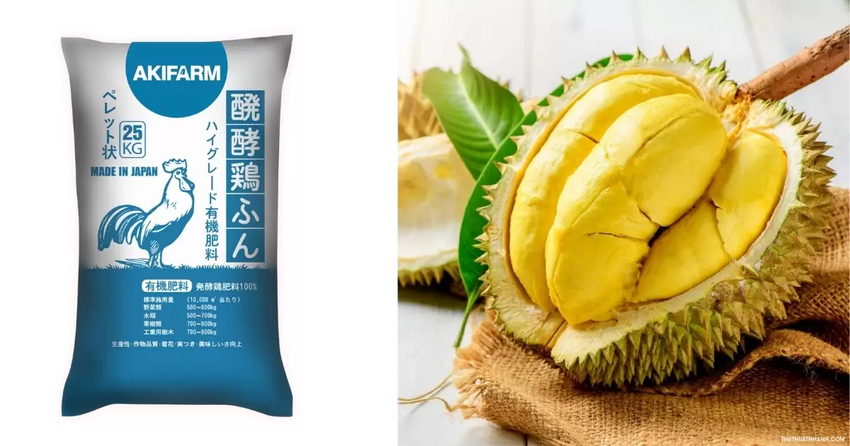 Bón phân gà AKIFARM cho cây sầu riêng