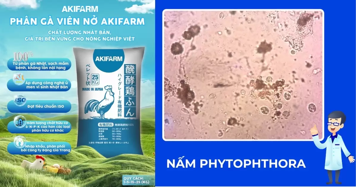 Bón phân gà chống nấm Phytophthora