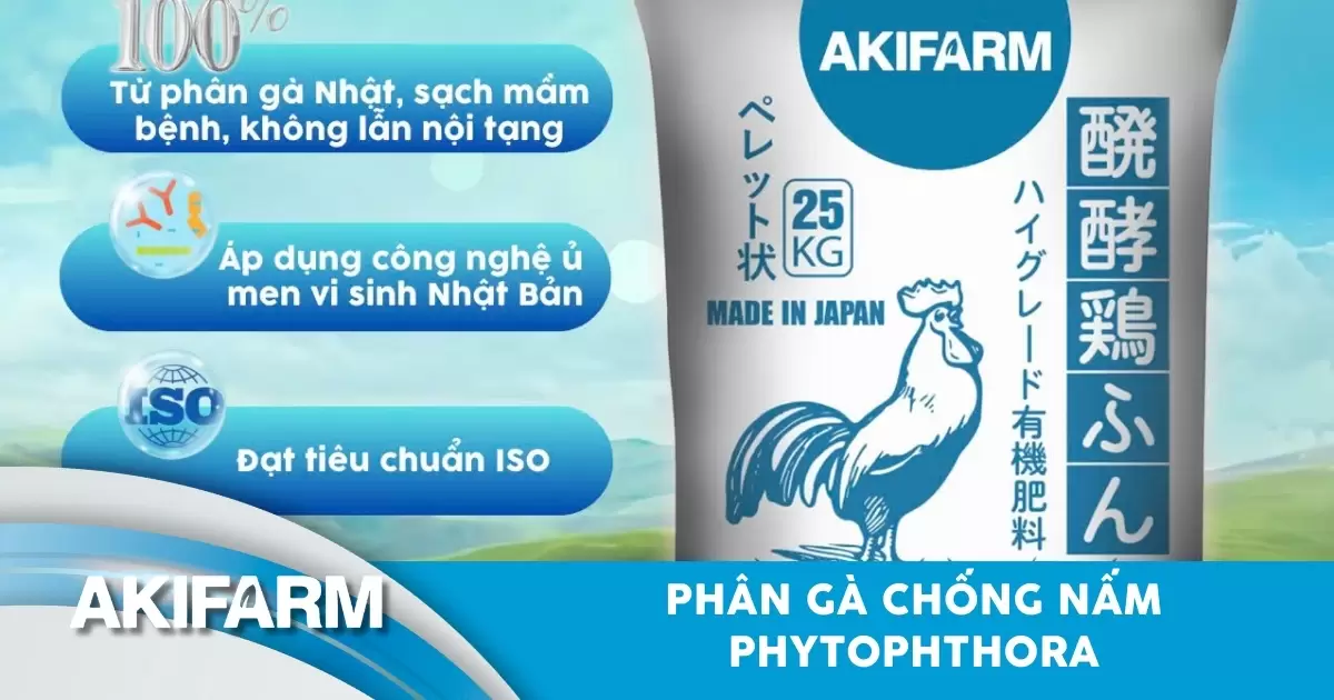 Phân gà chống nấm Phytophthora