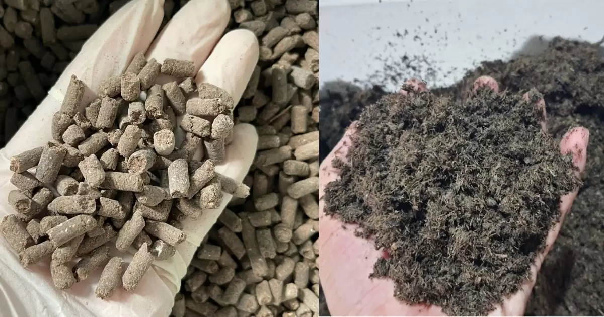 Phân gà sạch so với phân bò