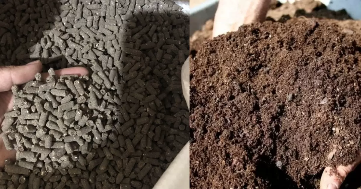 Phân gà sạch so với phân compost