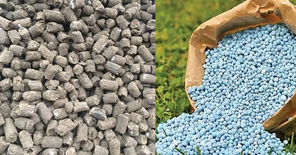 Phân gà sạch so với phân hóa học