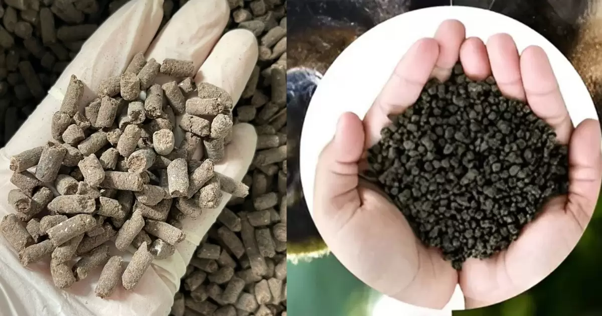 Phân gà và phân dơi là những loại phân bón hữu cơ tự nhiên