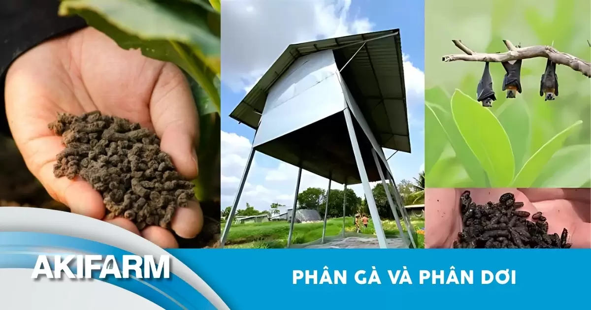 Phân gà và phân dơi