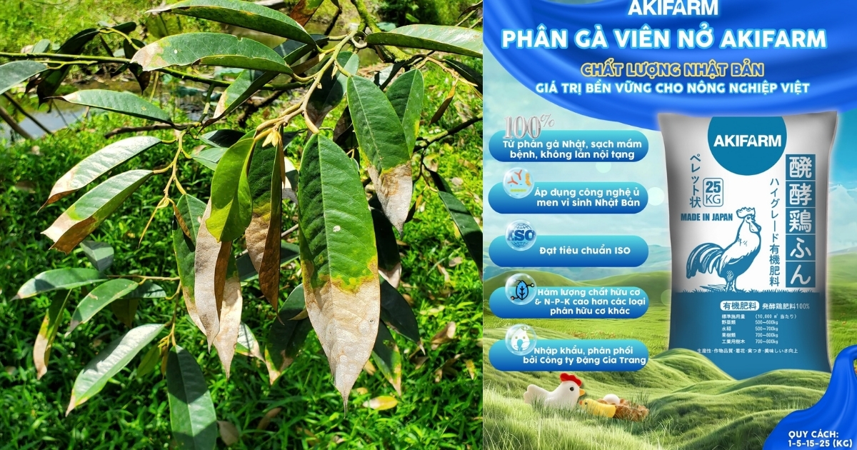 Rủi ro khi bón phân gà chưa xử lý