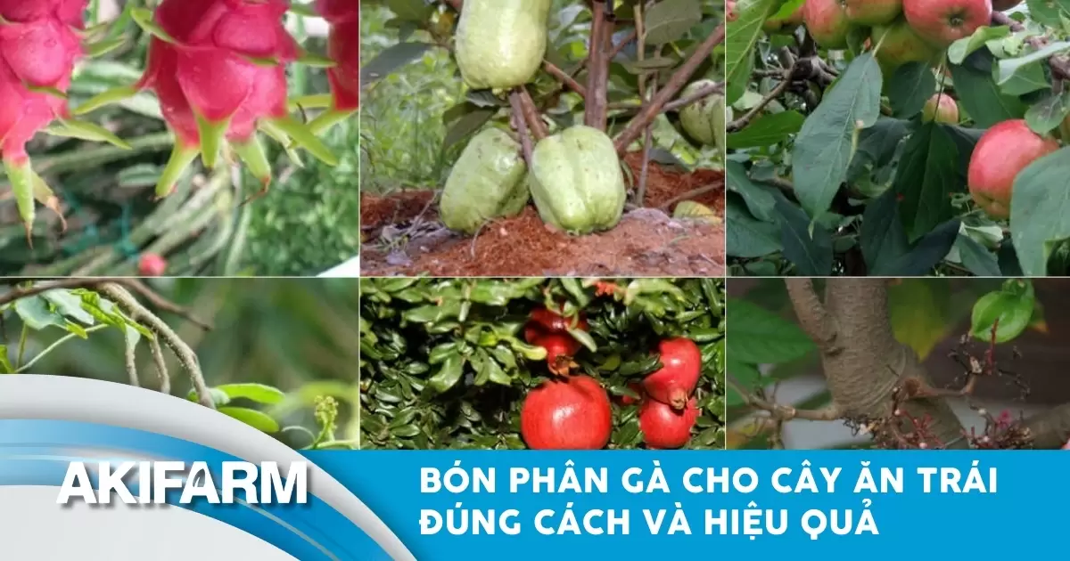 Bón phân gà cho cây ăn trái đúng cách, giúp năng suất cao và hiệu quả