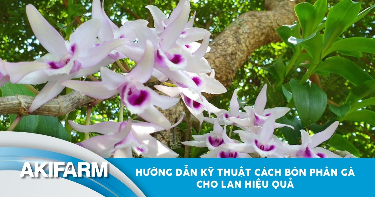 Hướng dẫn kỹ thuật bón phân gà cho lan