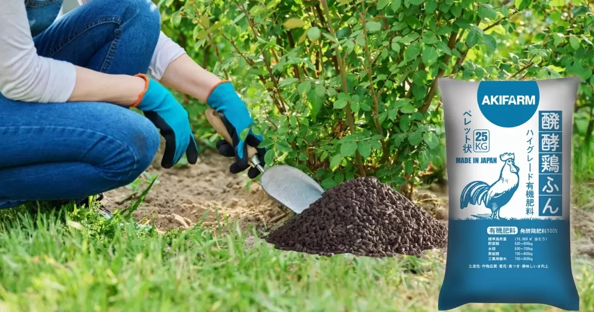 Bón phân gà đúng cách hiệu quả