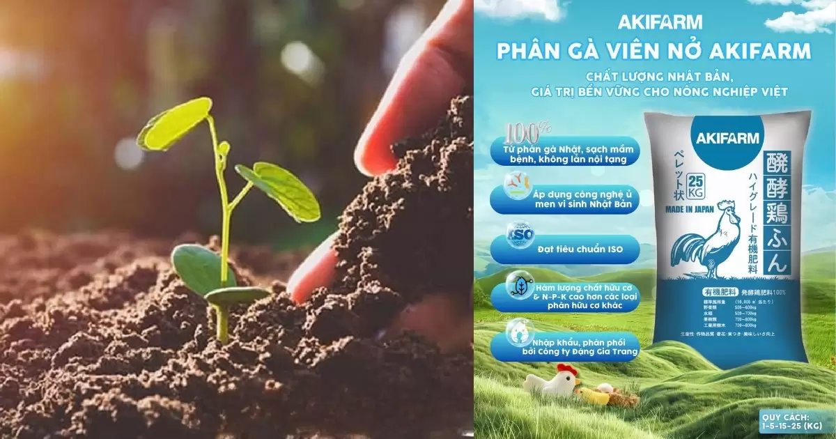 Thành phần và giá trị của phân gà