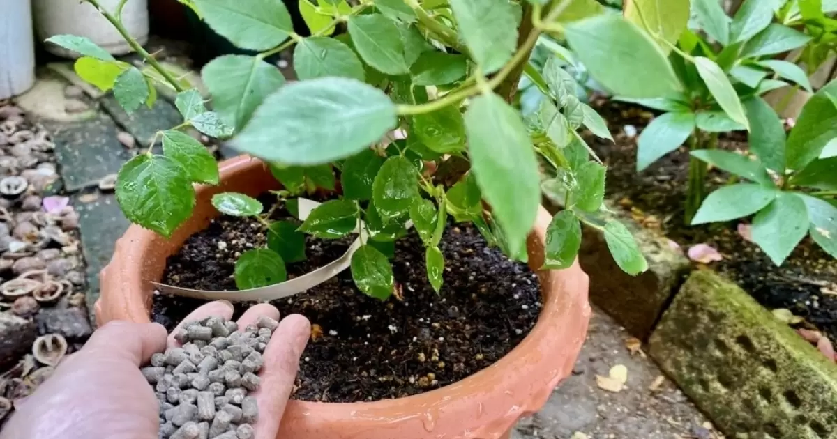 Cách bón phân gà đúng cách cho cây trồng