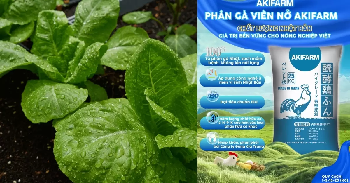 Một số lưu ý khi bón phân gà cho cây