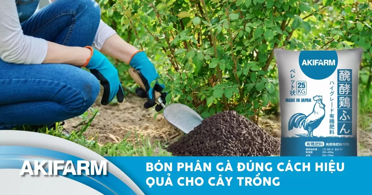 Bón phân gà đúng cách: Lợi ích và cách áp dụng hiệu quả cho cây trồng