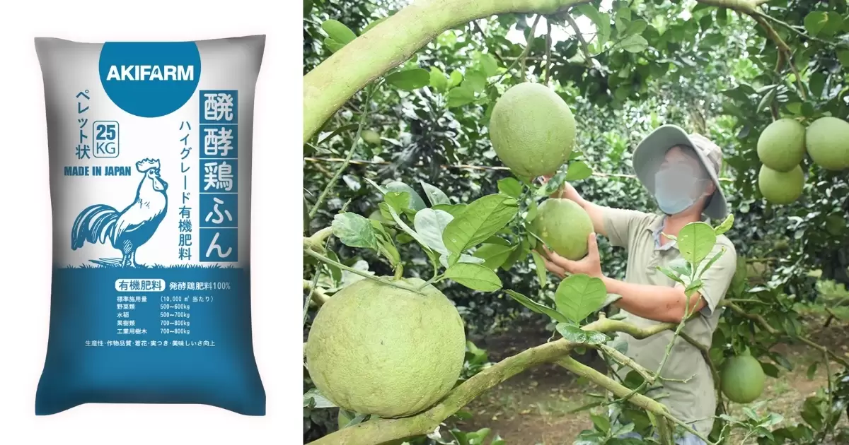 Lợi ích vượt trội của phân gà hữu cơ cho cây bưởi
