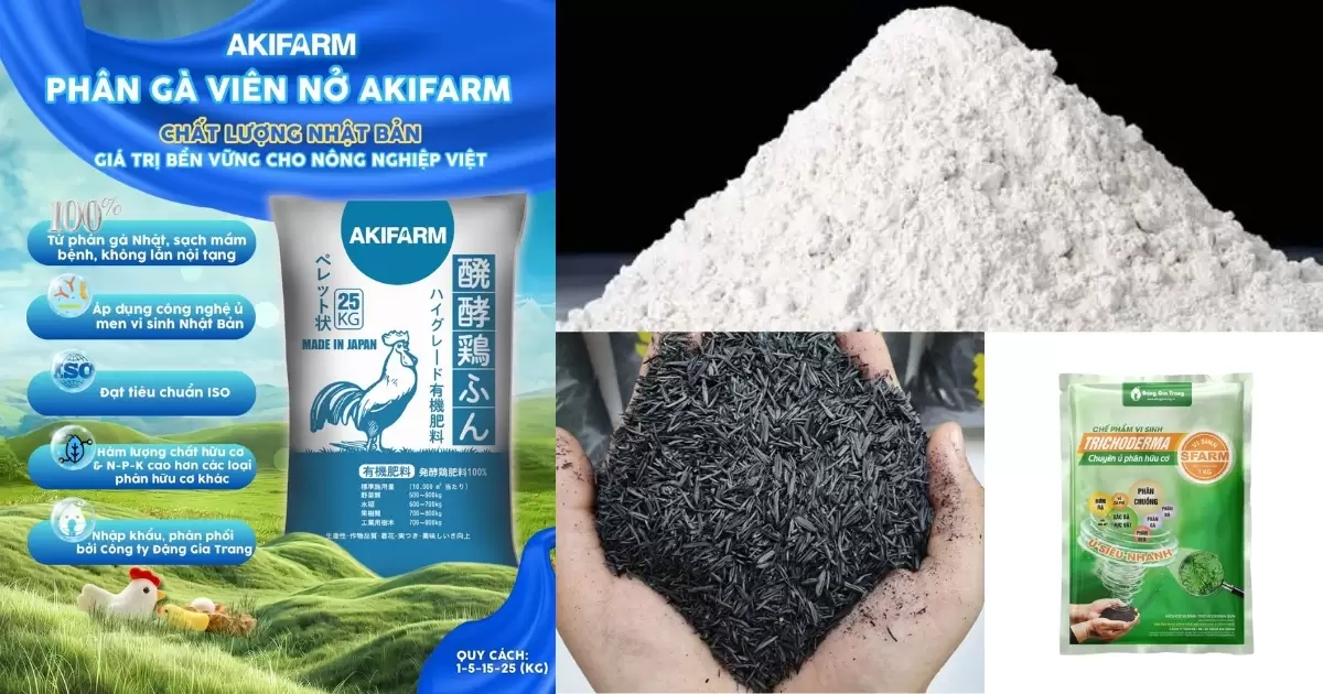 Trộn phân gà với vôi, tro trấu, trichoderma, đảo định kỳ