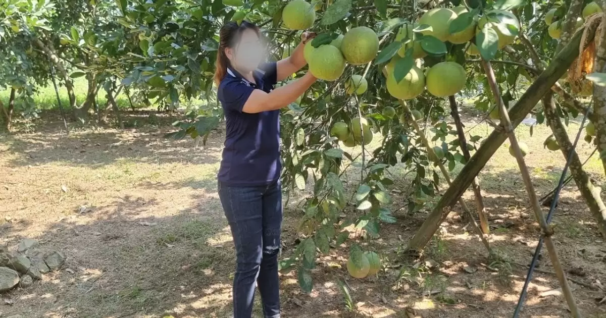 Bà con nên thăm vườn thường xuyên, kiểm tra cây và đất