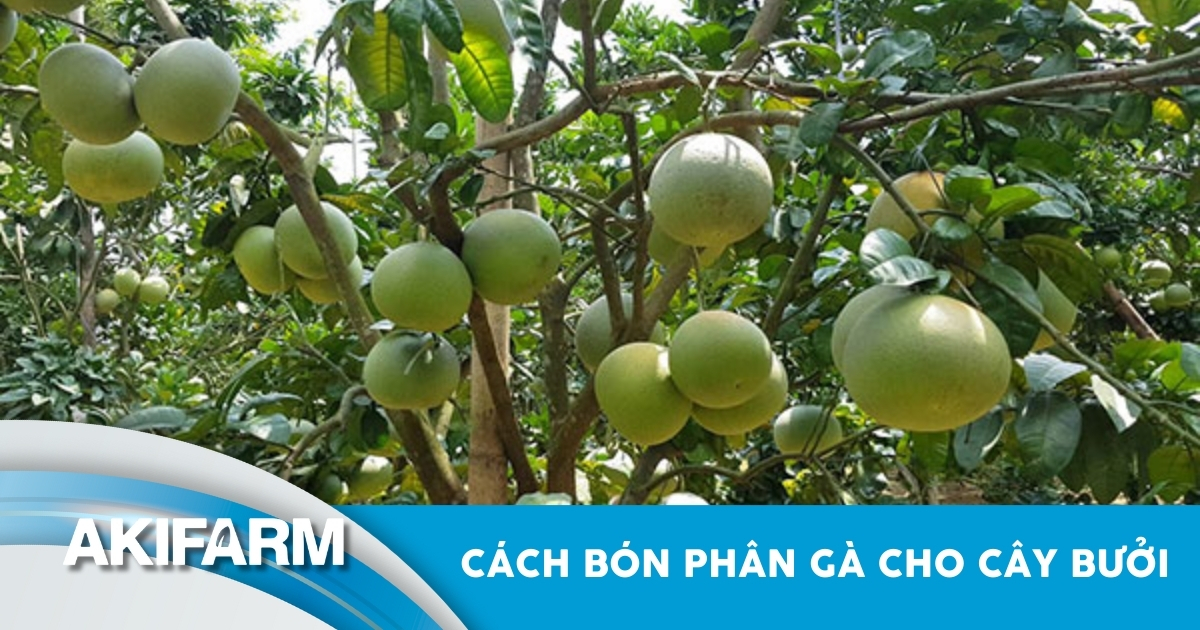 Cách bón phân gà cho cây bưởi
