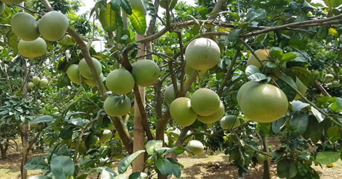 Vườn bưởi sai quả
