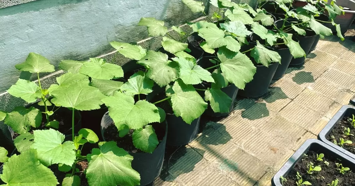 Cách bón phân gà cho cây hiệu quả 
