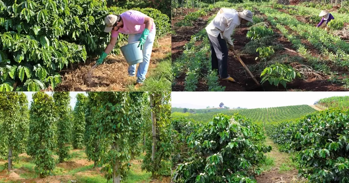 Cách bón phân gà cho cây công nghiệp