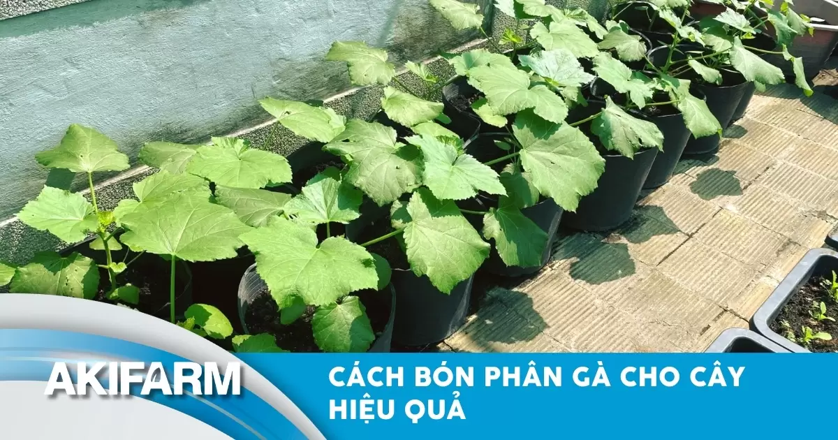 Cách bón phân gà cho cây đúng kỹ thuật, tăng năng suất và chất lượng