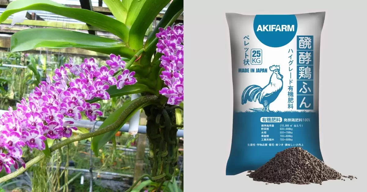 Vì sao nên dùng phân gà cho phong lan?