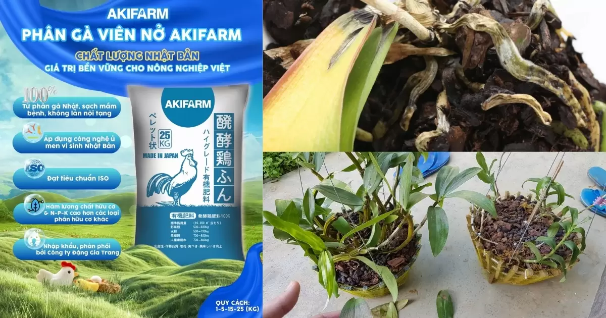 Những rủi ro khi bón phân gà sai cách