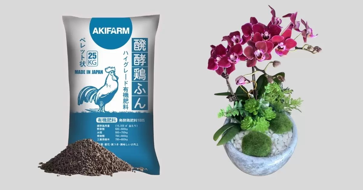 Một số lưu ý khi bón phân gà cho phong lan