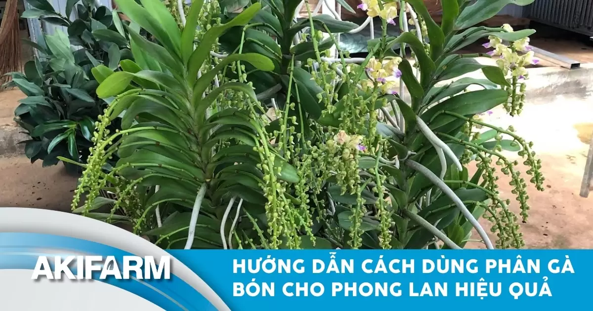 Hướng dẫn chi tiết cách dùng phân gà bón cho phong lan hiệu quả