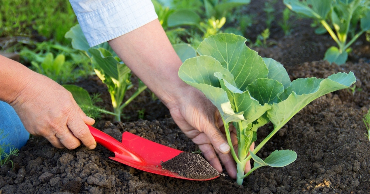 Cách sử dụng phân gà hiệu quả nhanh chóng